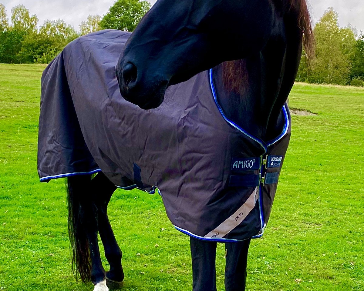 Springhest Benjamin 427 (Oldenburger, 2007, fra Balou du Rouet)