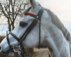 Springpferd Carli 16 (Holsteiner, 2013, von Chin Champ)