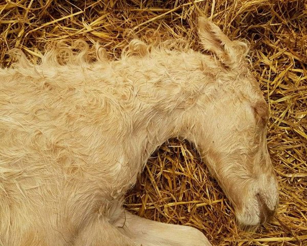 horse Osira F.Y. (Fjord Horse, 2018, from Gio) horse Osira F.Y. (Fjord Horse, 2018, from Gio)