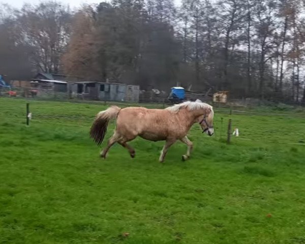 broodmare Oakley (Fjord Horse, 2018, from Gio)