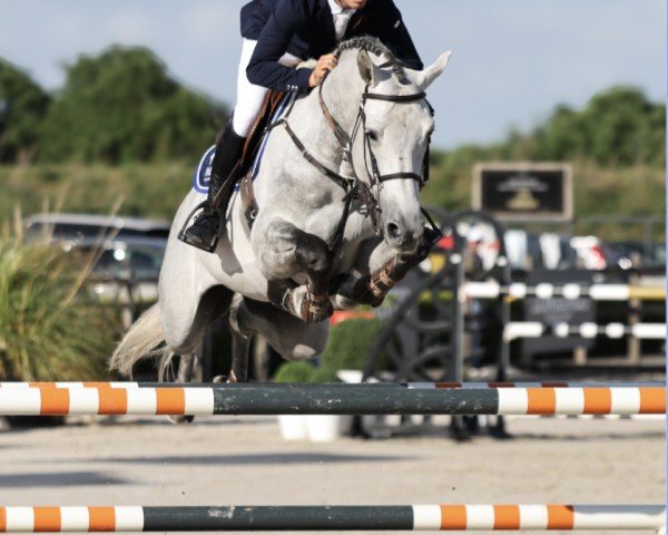 Cavallo da salto Cornets Esmeray PS (Cavallo da salto Oldenburger, 2017, di Cornet Obolensky)