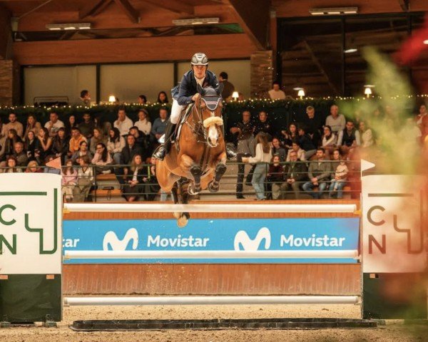 Springpferd Najac Vh Kluizebos (Belgisches Warmblut, 2013, von Cooper van de Heffinck)