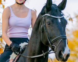 dressage horse Riverdance 72 (Hanoverian, 2008, from Rascalino)