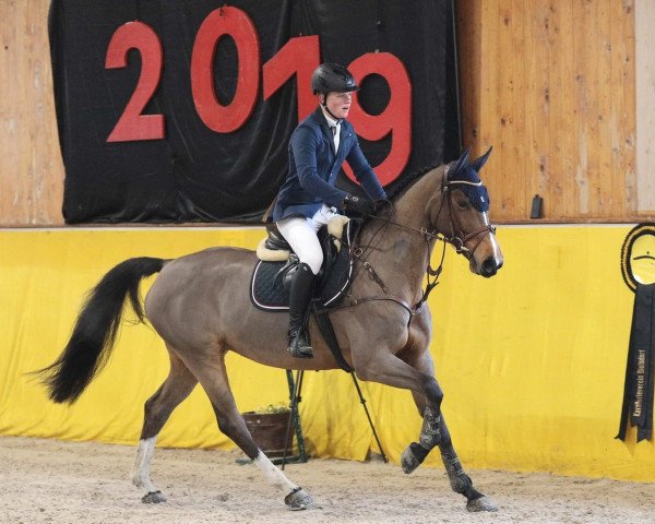 jumper Celly 31 (Holsteiner, 2012, from Canturo)