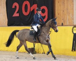 jumper Celly 31 (Holsteiner, 2012, from Canturo)