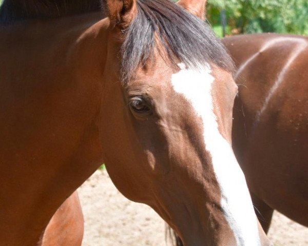 horse Sunboy 2 (Holsteiner, 1997, from Stauffenberg)