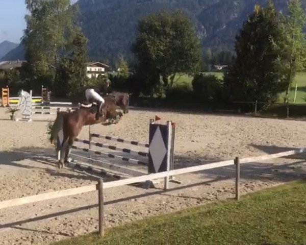 broodmare Hannah III (Holsteiner, 2015, from Darcodello)