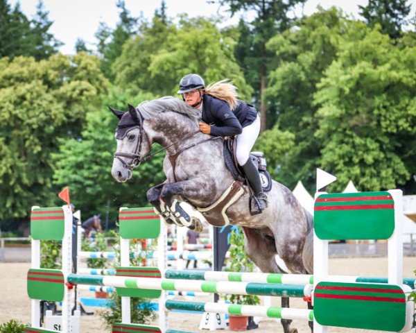 Deckhengst Cooldream Air (Oldenburger Springpferd, 2019, von Colman)