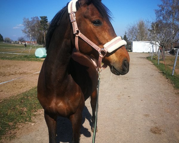 broodmare Heidi 648 (German Sport Horse, 2012, from Cador 5)