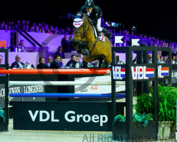 broodmare B-once Z (Zangersheide riding horse, 2004, from Baloubet du Rouet)