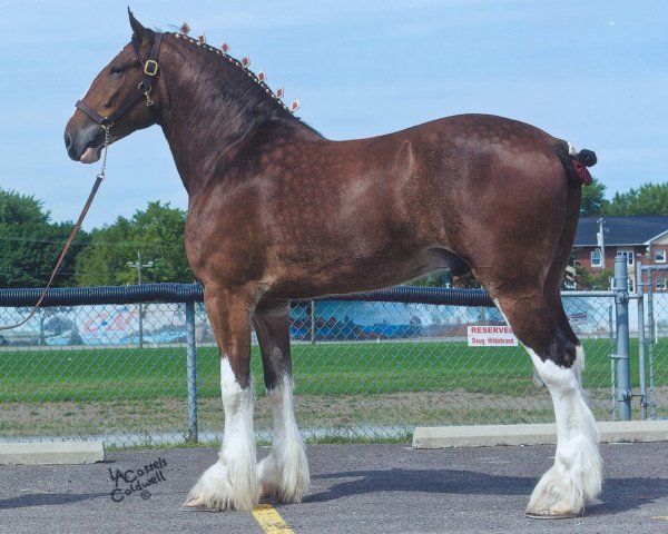 horse Starlane Dillon (Clydesdale, 2007, from Ozark's Royal Scot Enhancement)