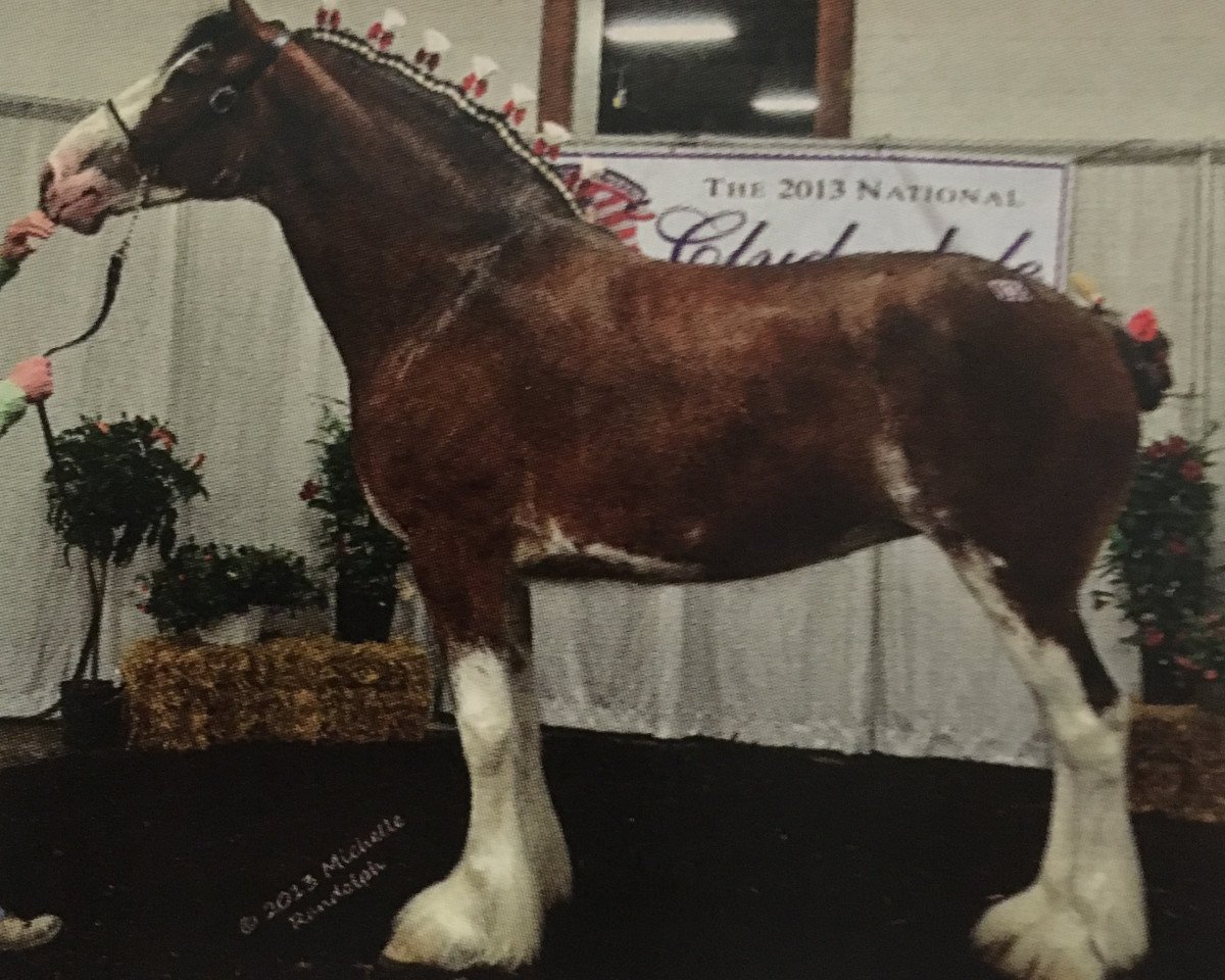 horse Starlane Daphne (Clydesdale, 2009, from Sky Classic 33215)