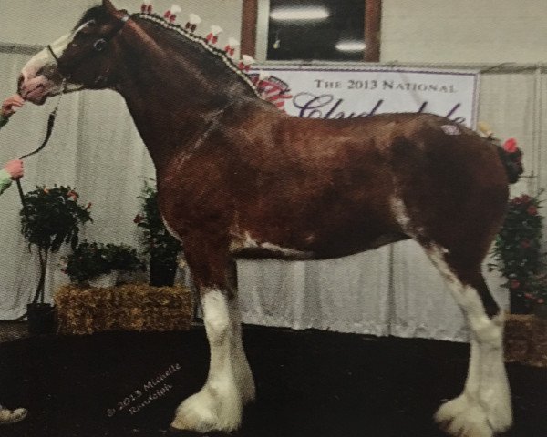 horse Starlane Daphne (Clydesdale, 2009, from Sky Classic 33215)