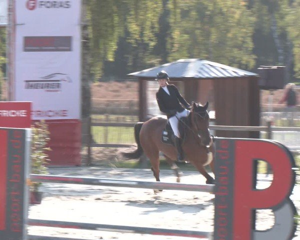 Reitturnier Westergellersen 2025