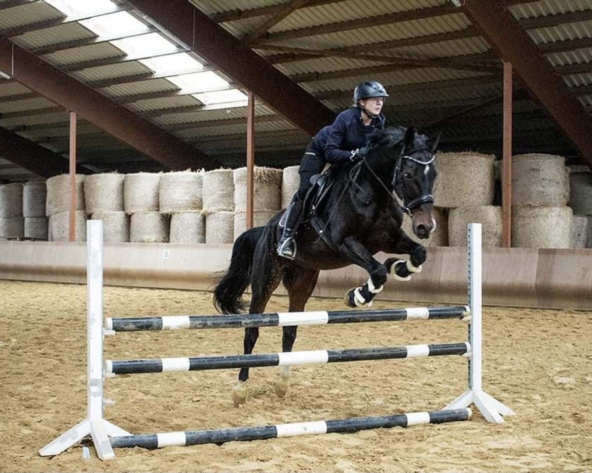 horse Sandro-Prinz 2 (Oldenburg, 2006, from Sandro Hit)