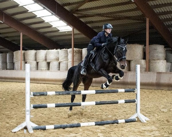 horse Sandro-Prinz 2 (Oldenburg, 2006, from Sandro Hit)