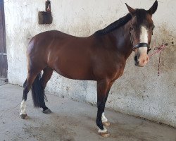 dressage horse Julymoon vom Alten Grenzhof (German Riding Pony, 2008, from Nordlicht)