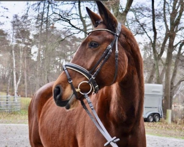 horse Bella Vita (German Sport Horse, 2014, from Belantis)