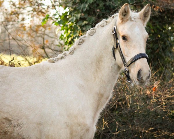 Deckhengst Newt Scamander FS (Deutsches Reitpony, 2019, von Heidbergs Nancho Nova)