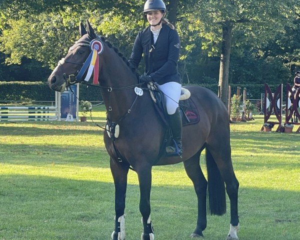 Skokový kůň Chin Tonic 6 (Holštýnský kůň, 2020, od Colcannon)