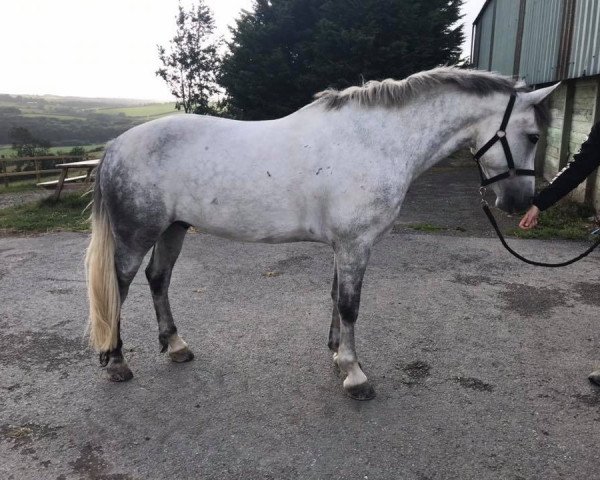 horse Hobson (Connemara Pony, 2010, from Knockferry Cheeky Boots)