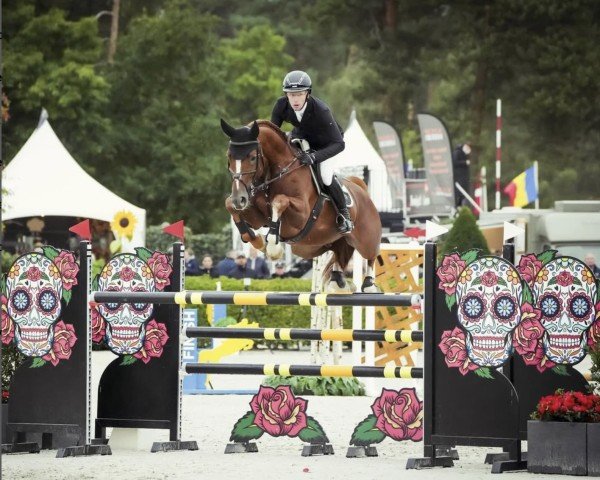 Deckhengst Ib Qualito II (Hannoveraner, 2019, von FRH Quaid)