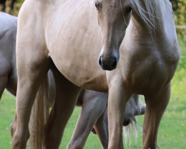 horse Cleopatra (German Warmblood, 2018, from Colour of Fun)
