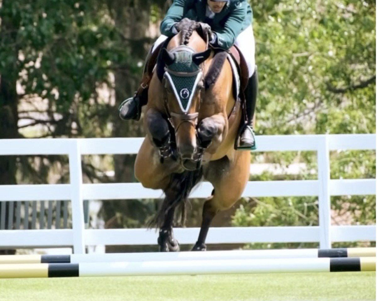 Springpferd Ventago (Hannoveraner, 2013, von Van Helsing)