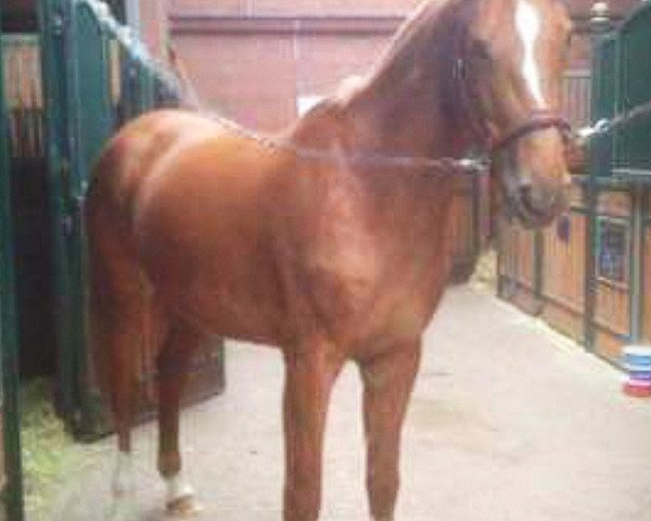 horse Viktoria Secret (Oldenburg show jumper, 2012, from Vigo d'Arsouilles)