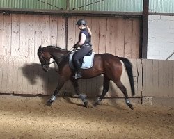 dressage horse Columbcille Lady (Irish Sport Horse, 2015, from Dondoctro Ryal K)