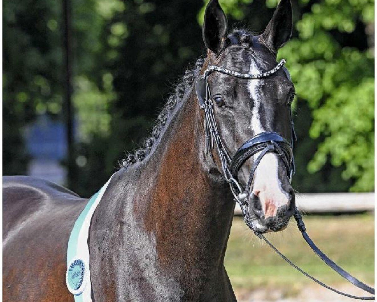 Dressurpferd Roma (Deutsches Sportpferd, 2020, von Bohemian)