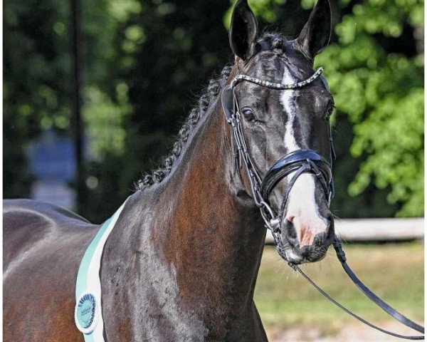 Drezurní kůň Roma (Německý sportovní kůň, 2020, od Bohemian)