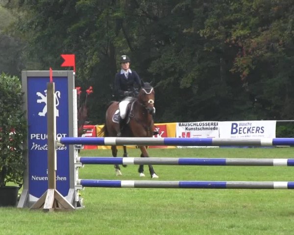 Dressur- und Springturnier Rheine-Wadelheim 2014