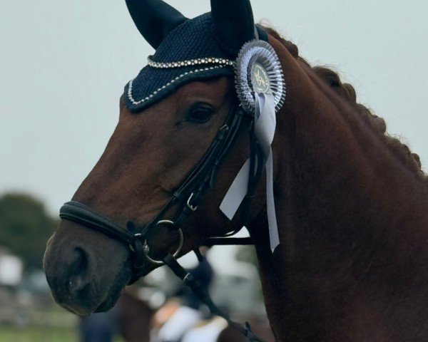 Pferd My Romance TL (Oldenburger, 2021, von My Vitality)