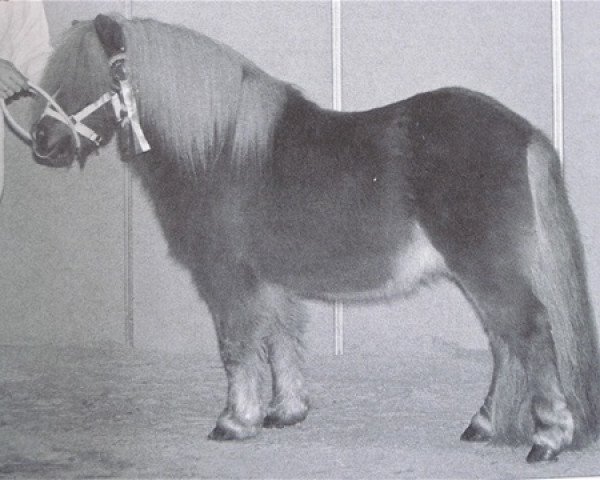 stallion Ferdinand van Stal de Dwarsdijk (Shetland Pony, 1991, from Bram van de Gathe)