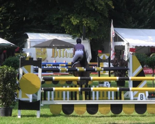 Dressur- und Springturnier Rheine-Wadelheim 2014