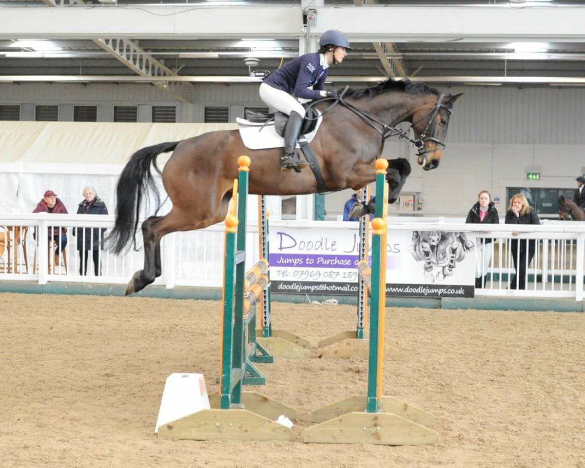 Cavallo da salto Classico C (Holstein, 2012, di Crunch 3)