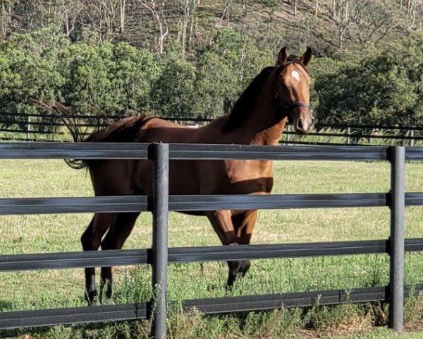 Pferd Delta Blue GO (Australisches Warmblut, 2018, von Diamant de Semilly) Pferd Delta Blue GO (Australisches Warmblut, 2018, von Diamant de Semilly)