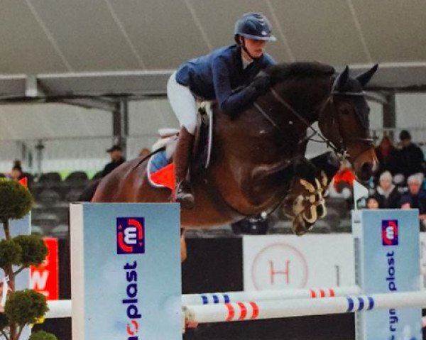 Springpferd Kruimel 3 (KWPN (Niederländisches Warmblut), 2011, von Namelus R)