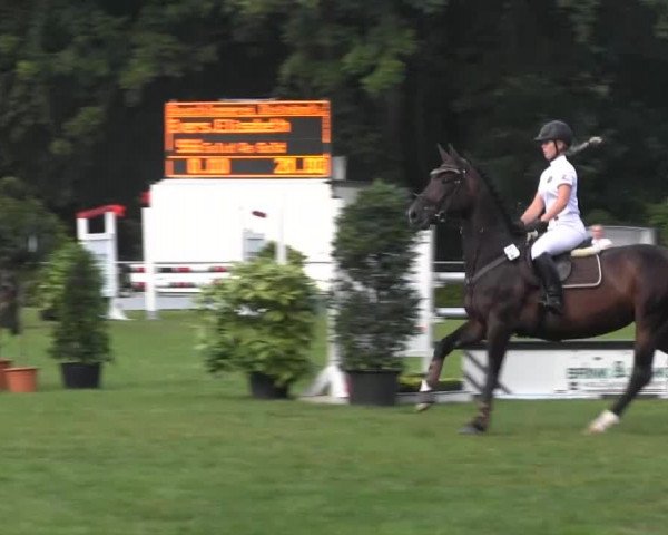 Dressur- und Springturnier Rheine-Wadelheim 2014