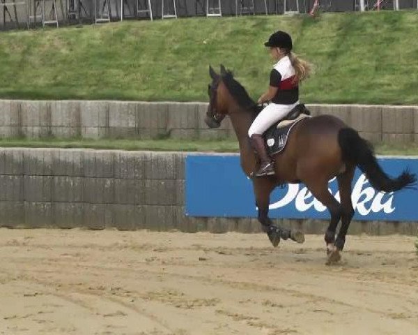 Reit- und Springturnier RSV Püttlingen 2014