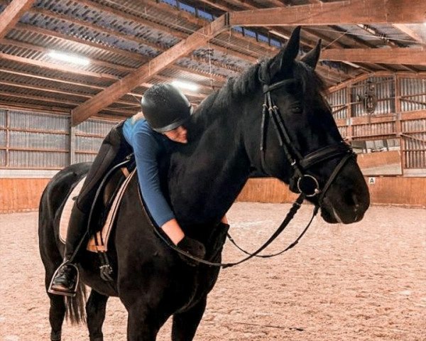 dressage horse Sunny Easter (Württemberger, 2009, from Sir Sandro)