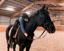dressage horse Sunny Easter (Württemberger, 2009, from Sir Sandro)