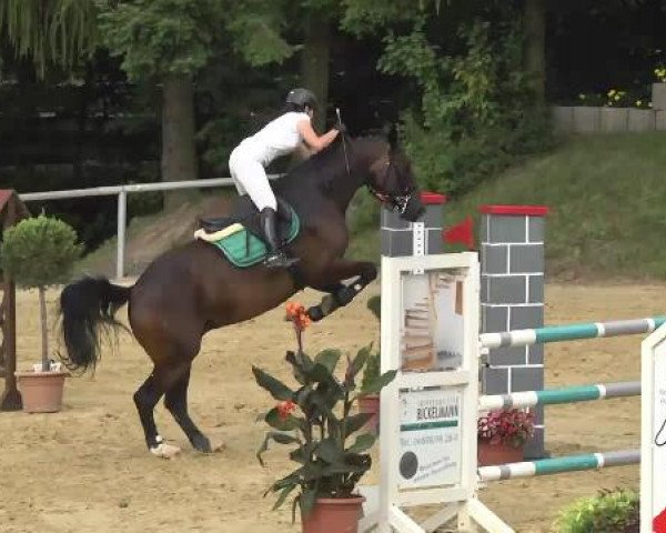 Reit- und Springturnier RSV Püttlingen 2014