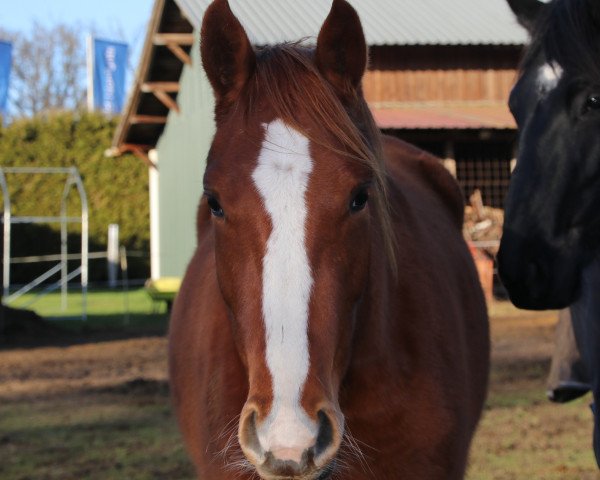 Pferd Belise (Hannoveraner, 2018, von Callaho's Benicio) Pferd Belise (Hannoveraner, 2018, von Callaho's Benicio)