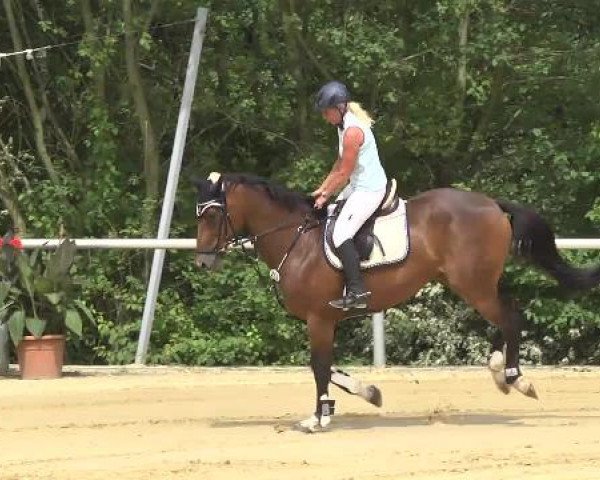 Reit- und Springturnier RSV Püttlingen 2014
