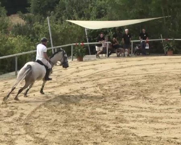 Reit- und Springturnier RSV Püttlingen 2014