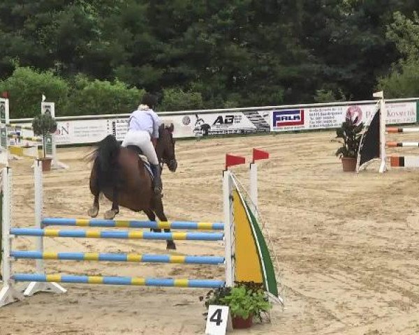 Reit- und Springturnier RSV Püttlingen 2014
