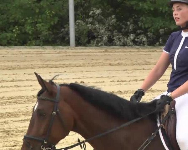 Reit- und Springturnier RSV Püttlingen 2014