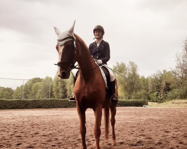 horse Elke 72 (Hanoverian, 1997, from Escudo II)